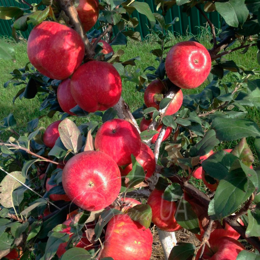 Идеальный пирог - это просто! Лучшие виды яблок для выпечки